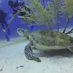 turtle, scuba diving, divers-588497.jpg